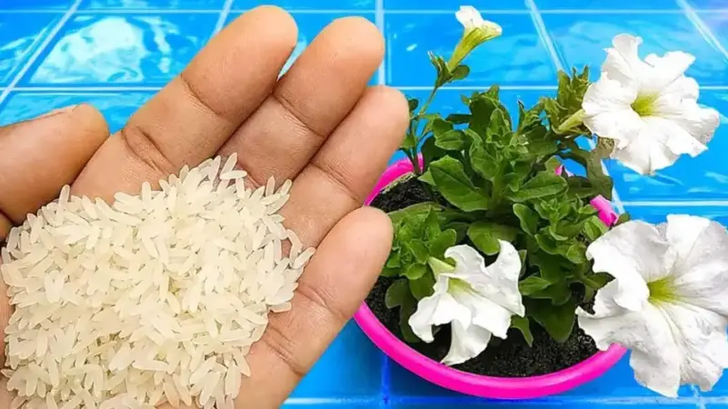 Boost Your Plant Growth with This Natural Fertilizer