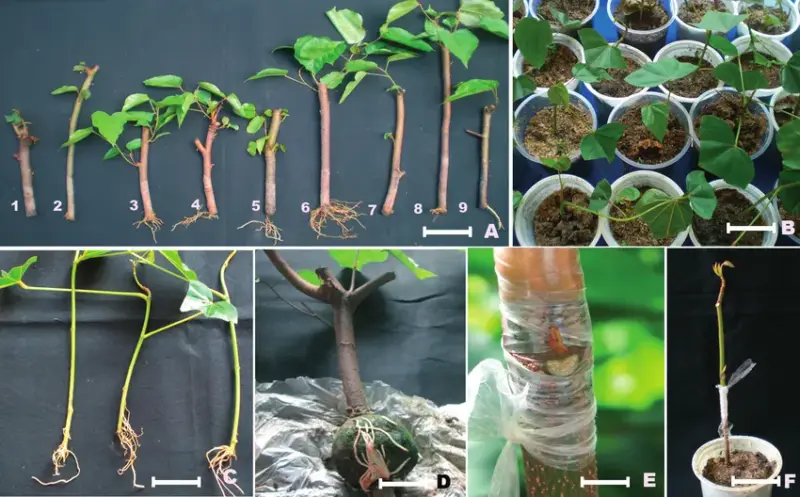 Propagating Roses from Cuttings: Unlocking the Secrets of Successful Cloning