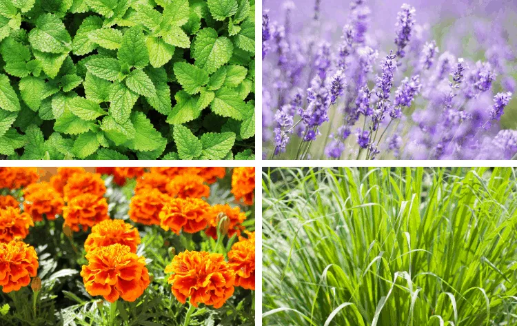 10 Natural Plants to Keep Bugs at Bay: Say Goodbye to Spiders, Ants, Flies, and Mosquitoes!