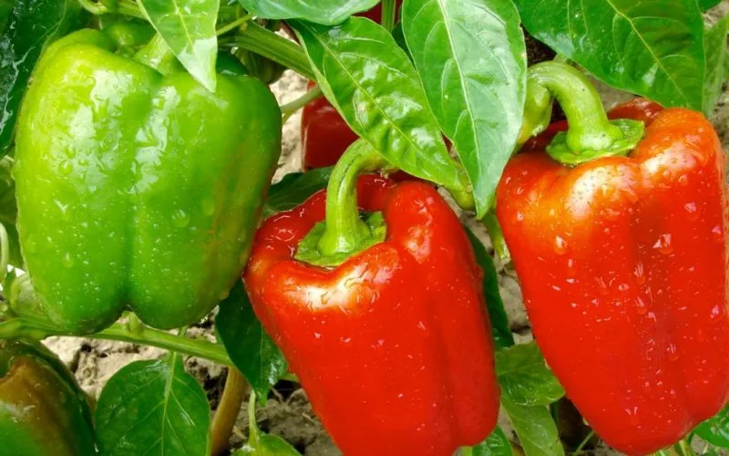 Unlocking the Secrets to Thriving Pepper Plants: 11 Essential Tips