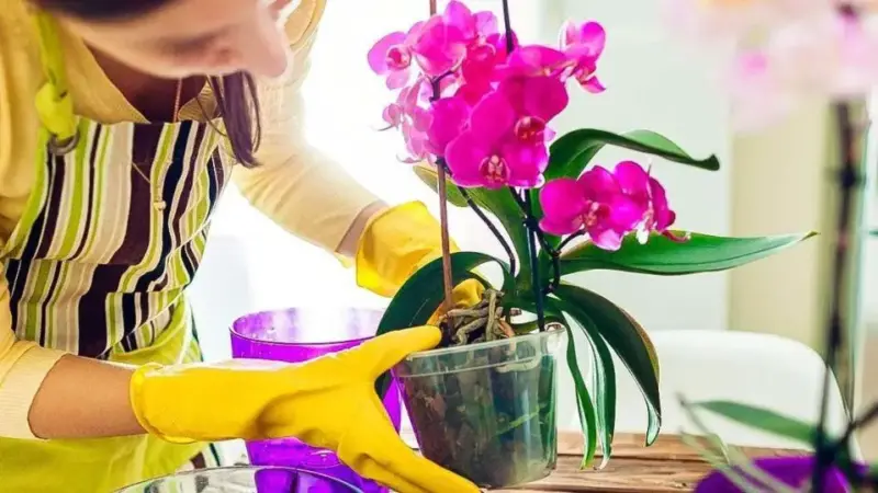 8 Tips to Make Your Orchid Bloom Every Year