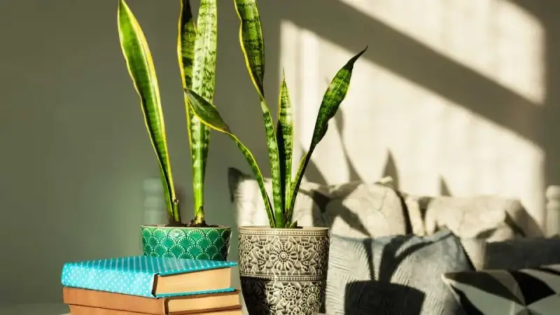 5 Compelling Reasons to Embrace the Fascinating Sansevieria Plant