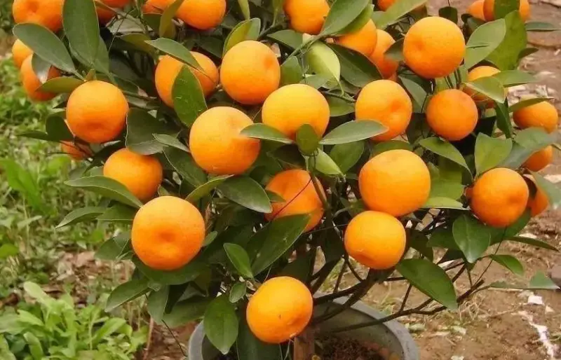 Never Buy Mandarins Again – Grow Your Own and Enjoy an Endless Supply!