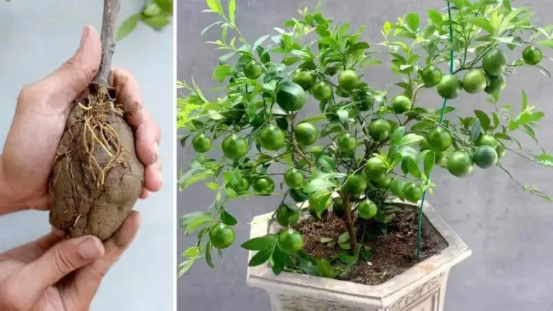A Simple Method to Make Your Lemons Last All Year: The Easy Way to Cultivate and Enjoy an Abundant Harvest!
