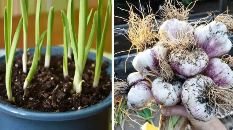 Unlocking the Secrets of Endless Garlic at Home: A Beginner’s Gardening Guide