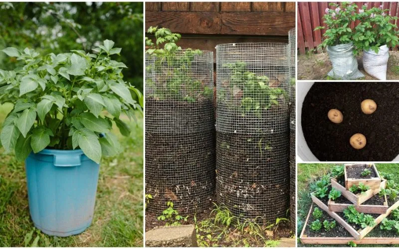 A Guide to Growing Potatoes in Containers sharingideas.me