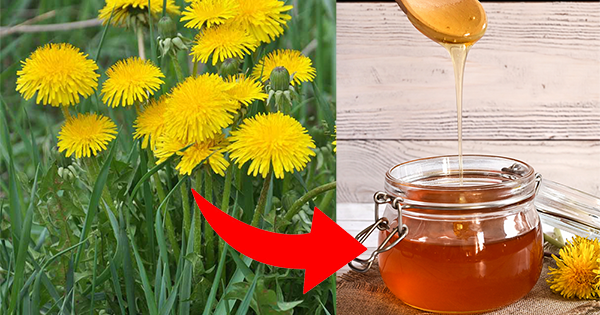 Transform dandelions into honey through this simple method