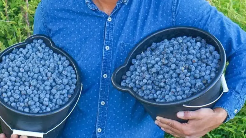 Unending Delights: How to Cultivate Blueberries at Home for a Year-Round Supply