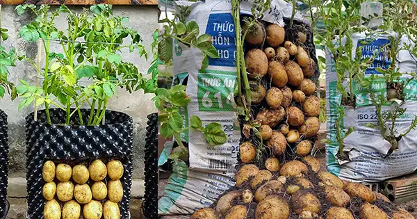Growing Potatoes at Home in Containers: A Step-by-Step Guide