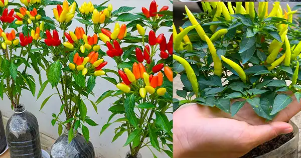Cultivating Peppers in Large Plastic Bottles: A Practical Guide