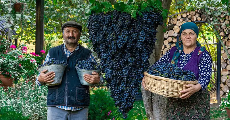 The Complete Guide to Growing Vines and Grapes: Planting, Cultivation, Care, Harvest, and More