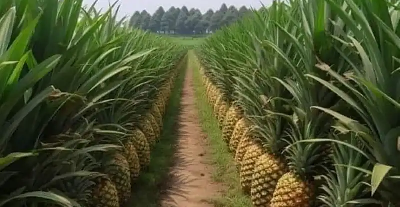 The Sweet Secrets of Pineapple Planting, Caring, and Harvesting: Tips and More!