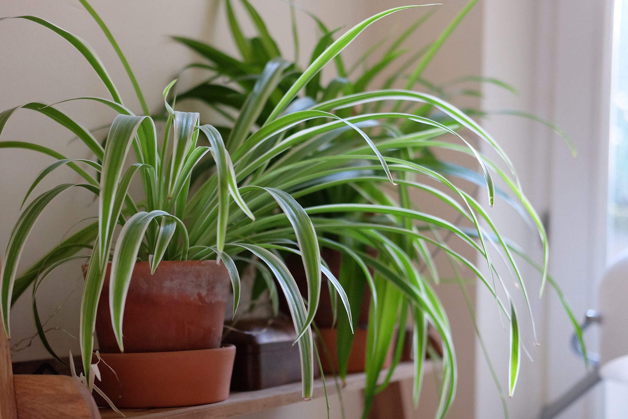 30 Indoor Plants Safe for Cats and Dogs
