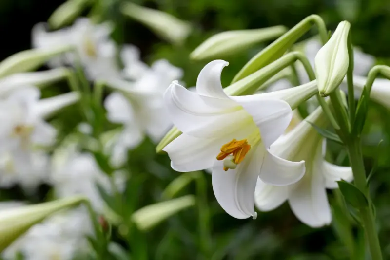 20 Most Common Poisonous Plants for Cats