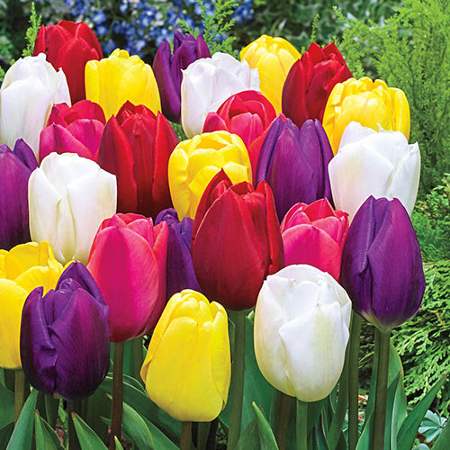 tulipa triumph mix