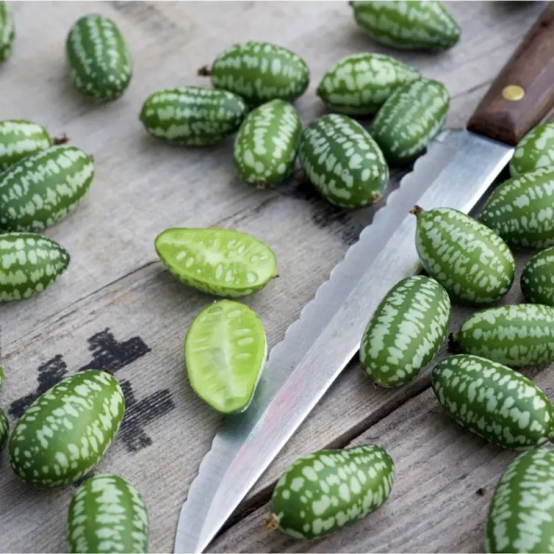9 of Mother Nature’s Plants to Enrich Your Garden