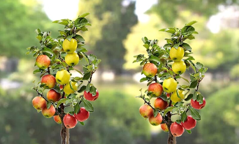 Crafting Diversity: A Step-by-Step Guide to Creating Your Own Duo Apple Tree