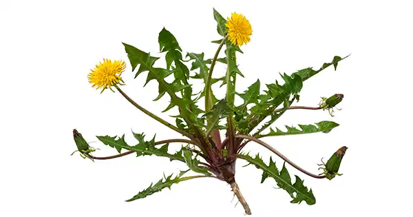 Dandelion: The Multifunctional Herb with Health and Food Applications