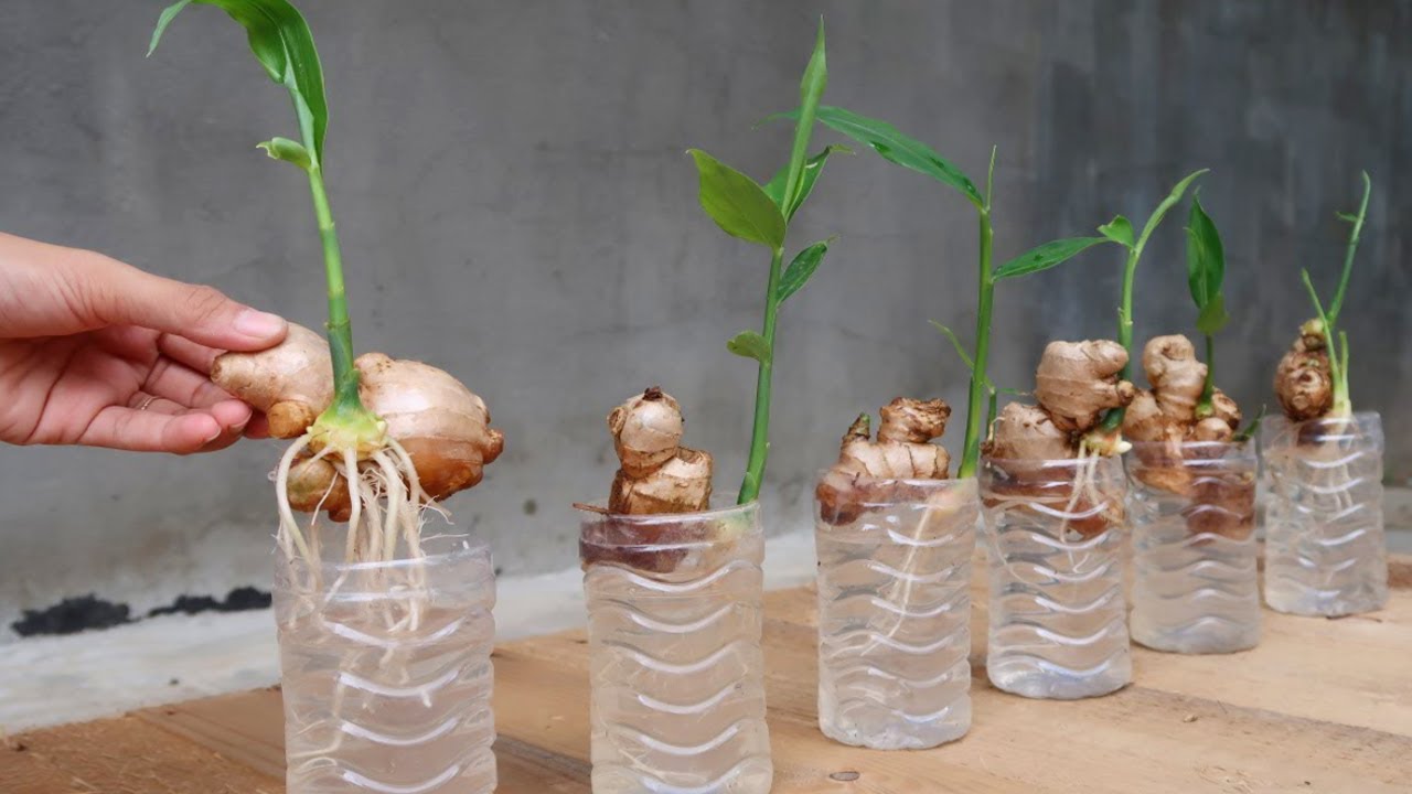 How to Grow Ginger in Water: A Beginner’s Guide