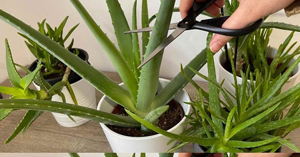 8 Common Missteps in Aloe Vera Plant Care
