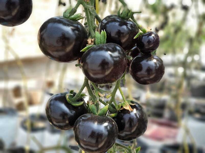 Why the Kumato Tomato Outshines Others in Health Benefits and How to Cultivate It