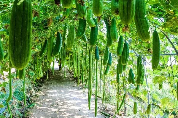 Learn How to Grow Zucchini Vertically and Save Space