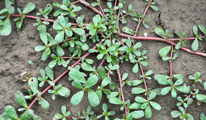 Edible Purslane Weeds and Easy Purslane Recipe