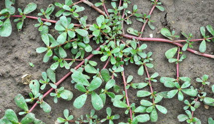 Edible Purslane Weeds and Easy Purslane Recipe - sharingideas.me