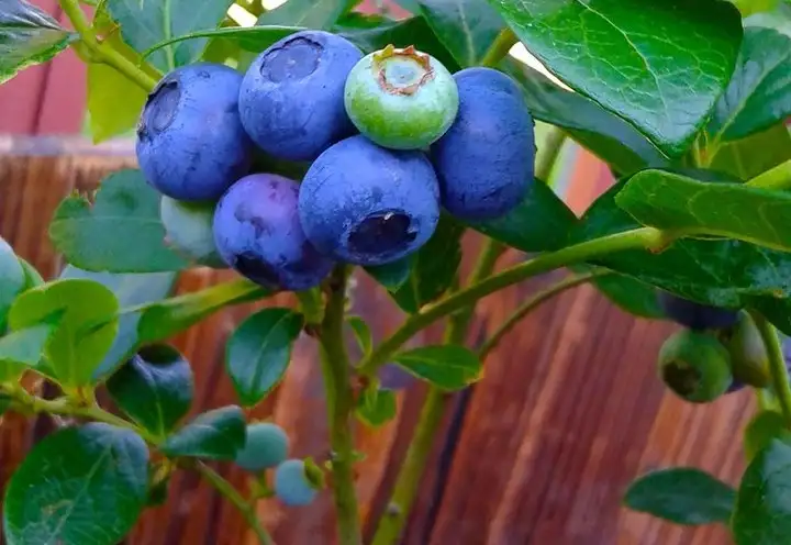 blueberriesinpot