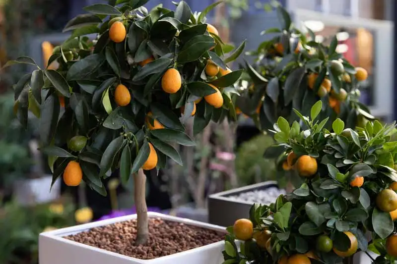 citrus in pot