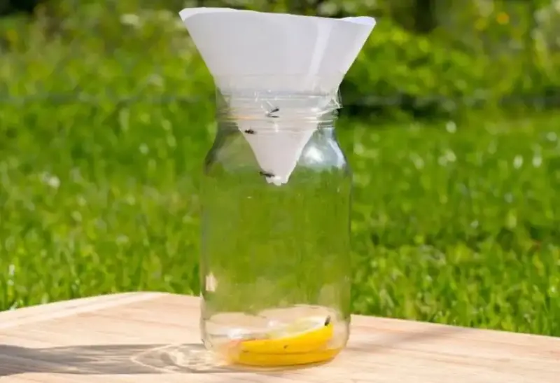 How to Get Rid of Gnats in Plants Naturally: 3 Effective Methods