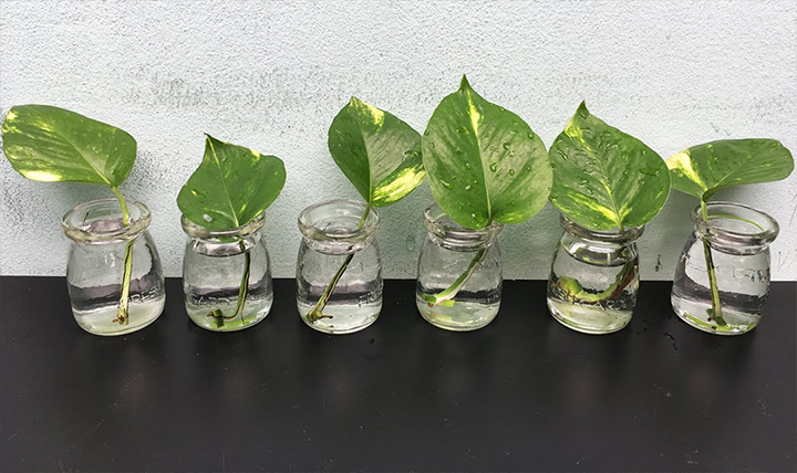 More Ways to Grow Money Plant Faster and Easily