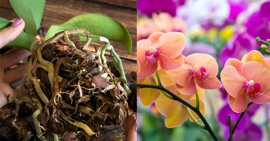 Unlock the Secret: How to Get Your Orchid to Re-Bloom