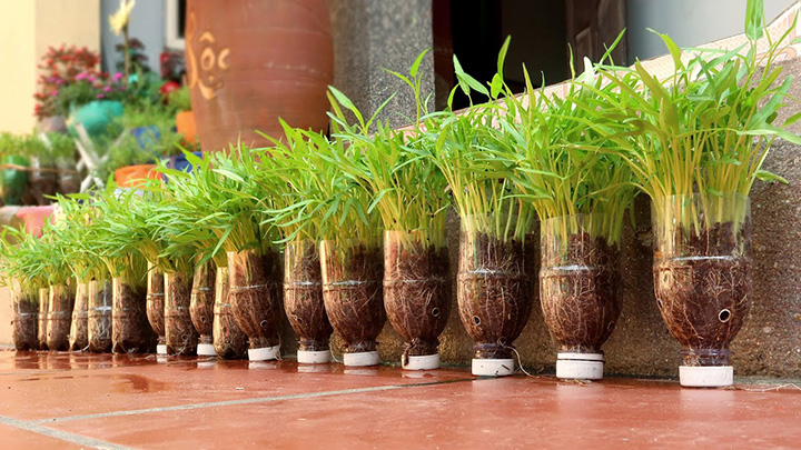 The Simplest Method to Grow Water Spinach in Plastic Bottles, Harvested After 10 Days