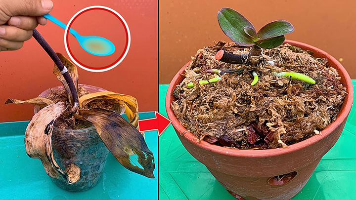 Reviving a Wilted Orchid: A Comprehensive Guide