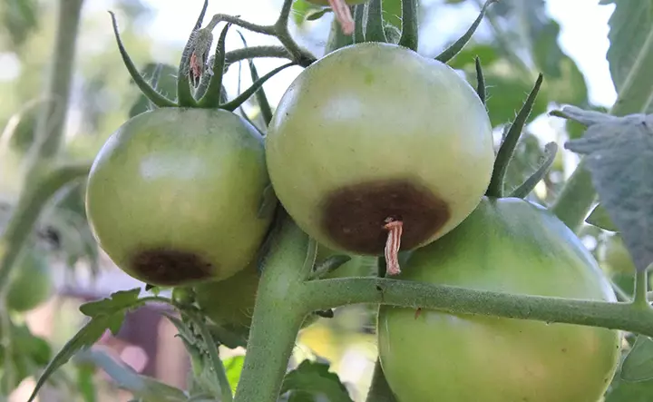 Ailments in Tomato Plants and Their Remedies