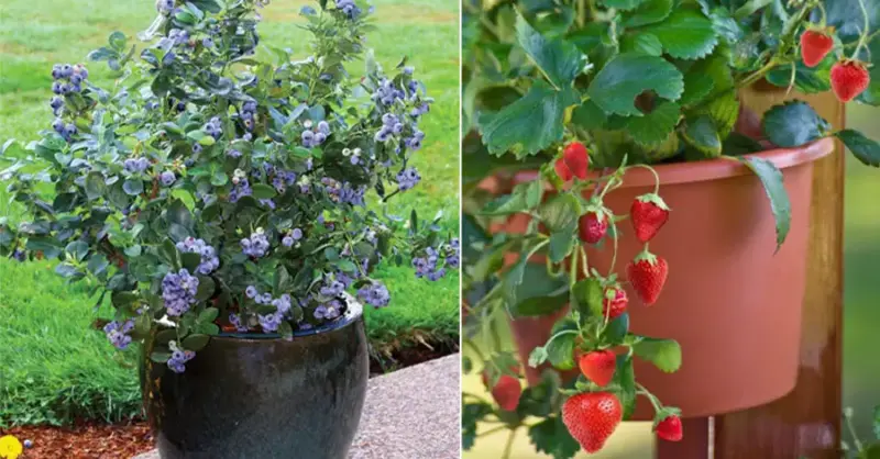 Top 3 Fruits to Grow in Pots: How-To Guide