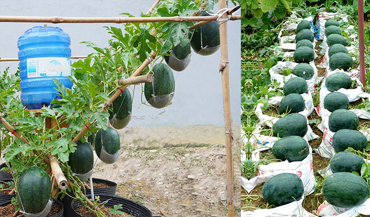 How to Grow Watermelon at Home: 3 Easy Methods for Every Gardener