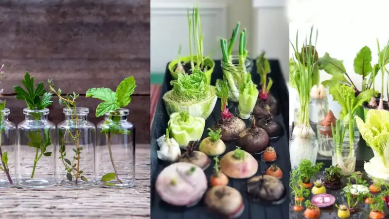 25 Herbs, Vegetables & Plants You Can Grow In Water: A Guide to Hydroponic Gardening at Home