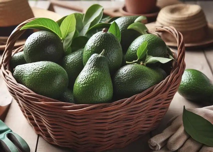 a basket with avocado