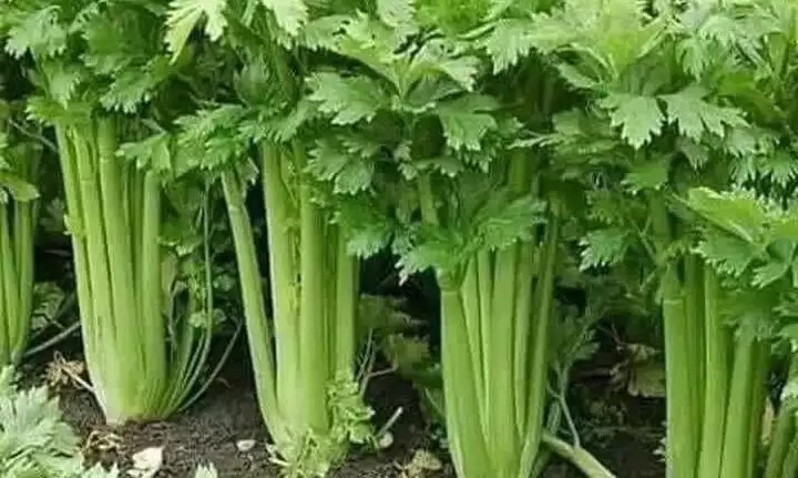 Celery: A Comprehensive Guide to Its Properties, Benefits, and Nutritional Value