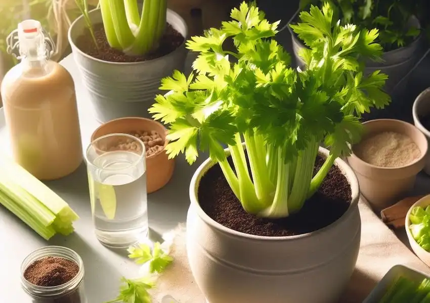 fresh celery containers water potting mix
