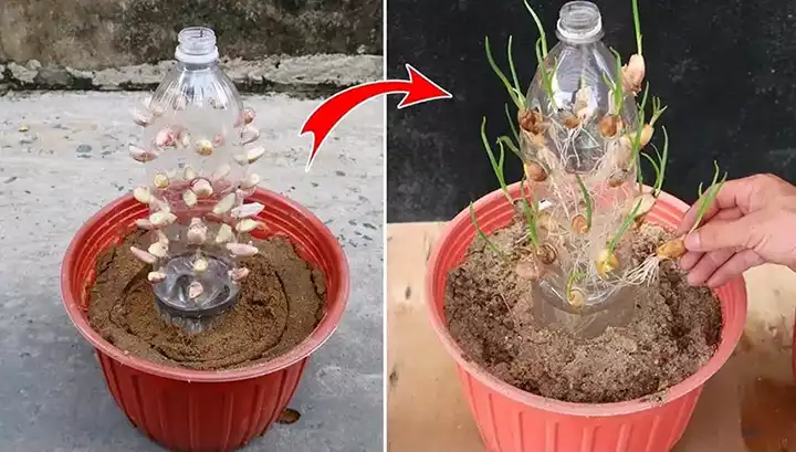 Grow Garlic Using Plastic Bottles: A Step-by-Step Guide