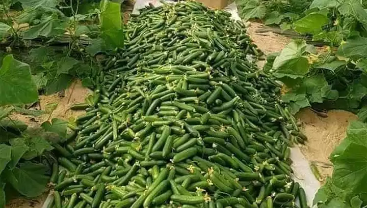 Cultivating Cucumbers Vertically: An Organic Approach with Eggshell Fertilizer