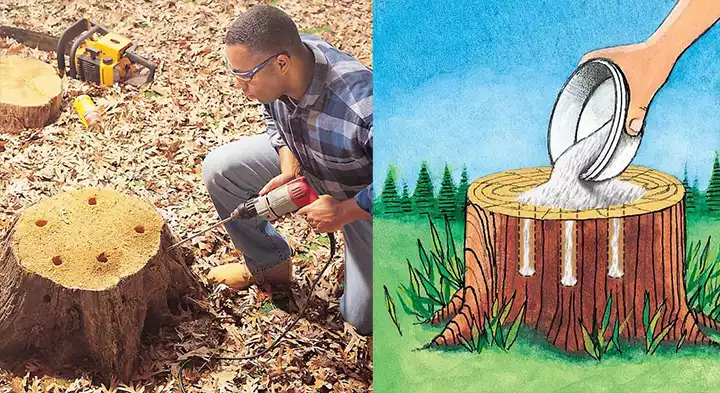 How to Remove a Tree Stump: 4 Alternative Methods