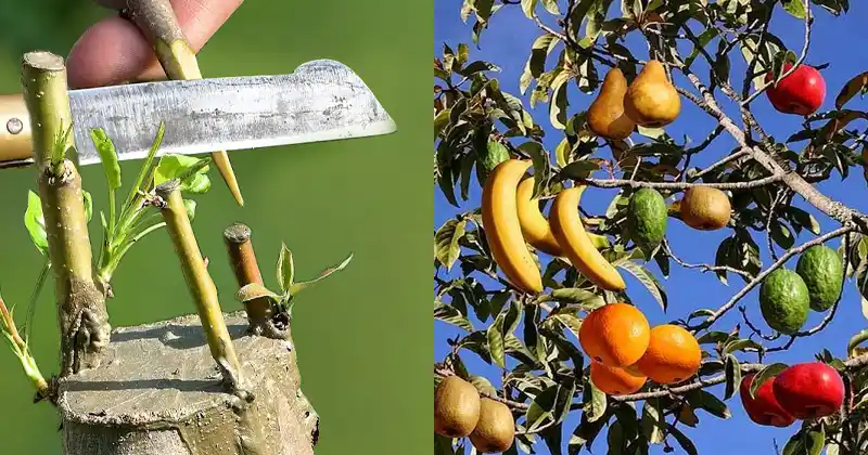 How to Grow Your Own Fruit Salad Tree