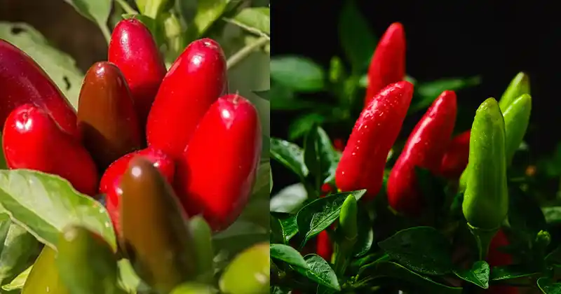 How to Grow Jalapeño Peppers Without Soil
