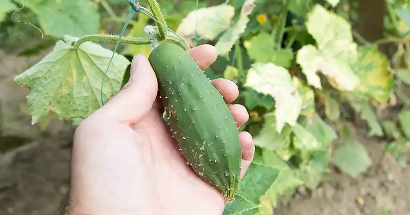 The Ultimate Guide to Growing Exceptional Cucumbers