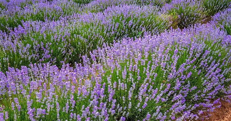 How and When to Prune Lavender