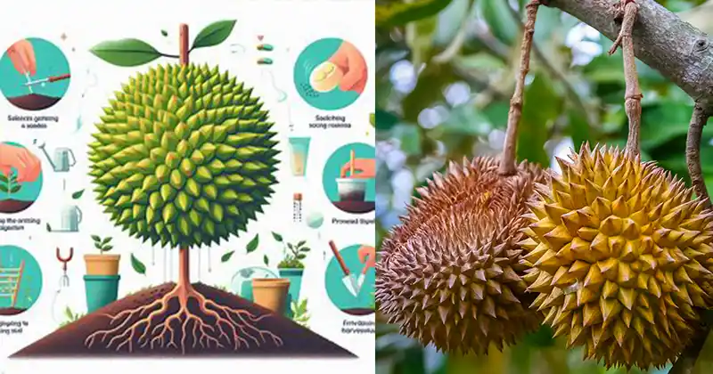 Growing Durian from Seed: A Comprehensive Guide